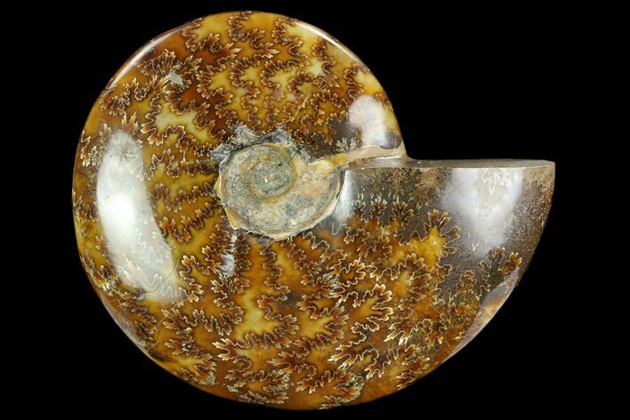 Polished Ammonite (Cleoniceras) Fossil - Madagascar #127218